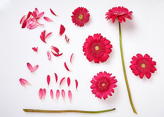 포토 JPG 스튜디오촬영 꽃잎 꽃 줄기 백그라운드 잎 실내 사람없음 하이앵글 거베라 국내포토 식물 뷰포인트 내부 파일형식