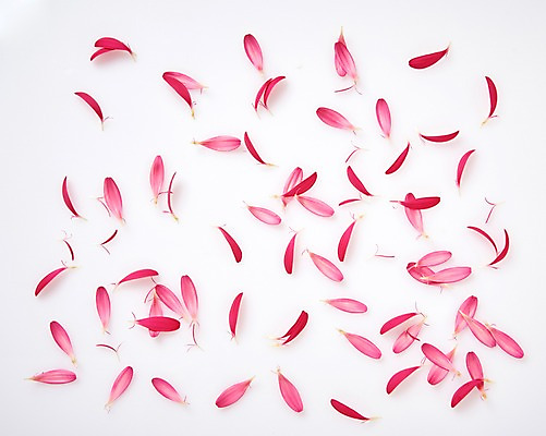 포토 JPG 스튜디오촬영 꽃잎 꽃 백그라운드 실내 사람없음 하이앵글 거베라 낙화 국내포토 식물 뷰포인트 내부 파일형식