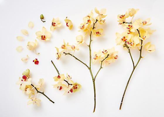 포토 JPG 스튜디오촬영 꽃잎 꽃 백그라운드 실내 사람없음 하이앵글 호접란 국내포토 식물 뷰포인트 내부 파일형식