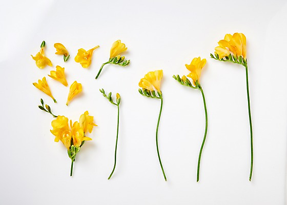 포토 JPG 스튜디오촬영 꽃 백그라운드 실내 사람없음 하이앵글 노란색 프리지어 국내포토 식물 뷰포인트 컬러 내부 파일형식