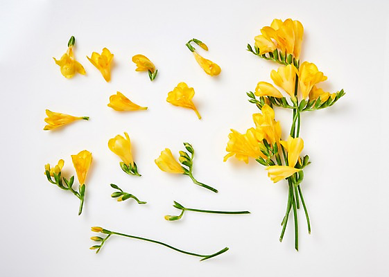 포토 JPG 스튜디오촬영 꽃잎 꽃 백그라운드 실내 사람없음 하이앵글 프리지어 국내포토 식물 뷰포인트 내부 파일형식