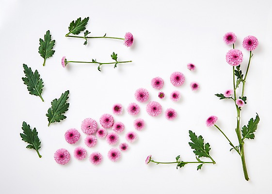 포토 JPG 스튜디오촬영 꽃잎 꽃 백그라운드 잎 실내 사람없음 하이앵글 소국 국내포토 식물 뷰포인트 내부 파일형식