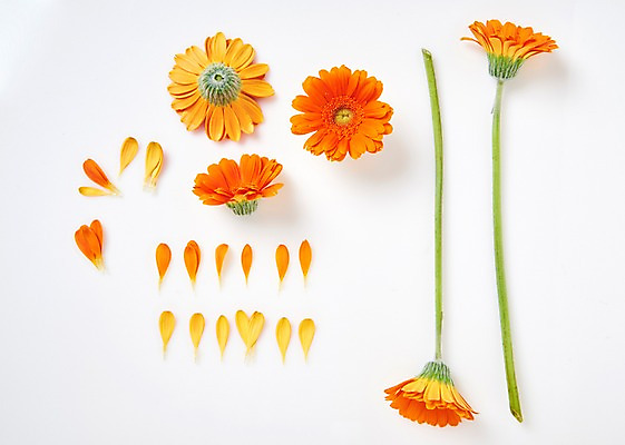 포토 JPG 스튜디오촬영 꽃잎 꽃 백그라운드 실내 사람없음 하이앵글 거베라 국내포토 식물 뷰포인트 내부 파일형식