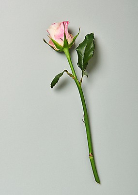 포토 JPG 스튜디오촬영 꽃 백그라운드 한송이 실내 사람없음 하이앵글 장미 국내포토 식물 1 뷰포인트 내부 송이 파일형식