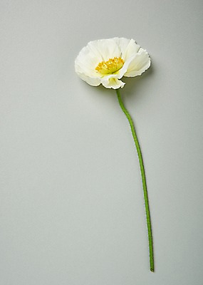 포토 JPG 스튜디오촬영 꽃 백그라운드 한송이 실내 사람없음 하이앵글 흰색 양귀비 국내포토 식물 1 뷰포인트 컬러 내부 송이 파일형식