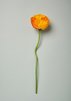 포토 JPG 스튜디오촬영 꽃 백그라운드 한송이 실내 사람없음 하이앵글 양귀비 국내포토 식물 1 뷰포인트 내부 송이 파일형식