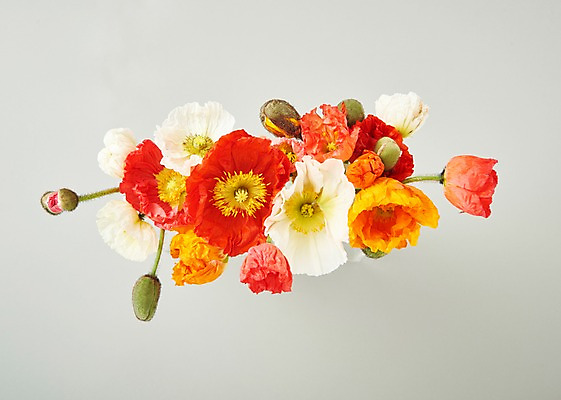 포토 JPG 스튜디오촬영 꽃 백그라운드 실내 사람없음 하이앵글 양귀비 국내포토 식물 뷰포인트 내부 파일형식