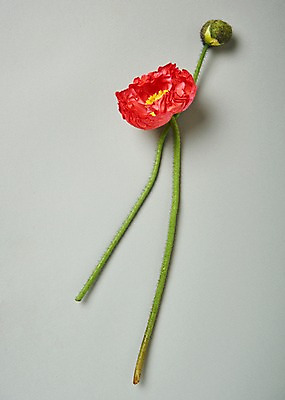 포토 JPG 스튜디오촬영 꽃 백그라운드 실내 사람없음 하이앵글 양귀비 국내포토 식물 뷰포인트 내부 파일형식