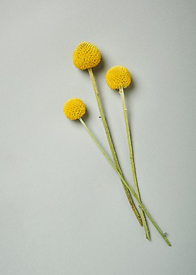 포토 JPG 스튜디오촬영 꽃 백그라운드 실내 사람없음 하이앵글 골든볼 국내포토 식물 뷰포인트 내부 파일형식