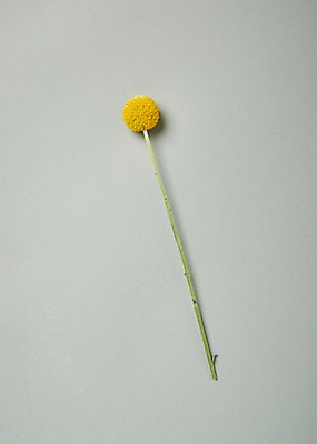 포토 JPG 스튜디오촬영 꽃 백그라운드 한송이 실내 사람없음 하이앵글 골든볼 국내포토 식물 1 뷰포인트 내부 송이 파일형식