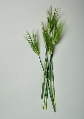 포토 JPG 스튜디오촬영 꽃 백그라운드 실내 사람없음 하이앵글 보리 국내포토 식물 뷰포인트 곡류 내부 파일형식