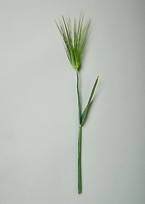 포토 JPG 스튜디오촬영 꽃 백그라운드 실내 사람없음 하이앵글 보리 국내포토 식물 뷰포인트 곡류 내부 파일형식