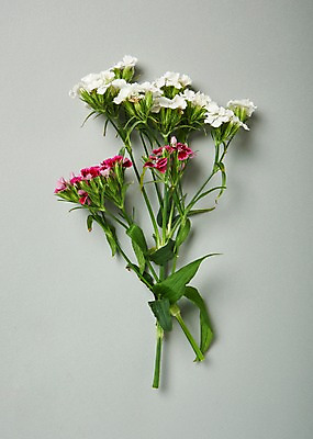 포토 JPG 스튜디오촬영 꽃 백그라운드 실내 사람없음 하이앵글 패랭이꽃 국내포토 식물 뷰포인트 내부 파일형식