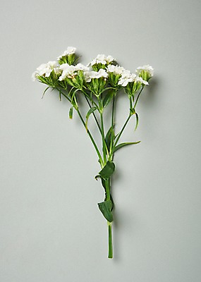 포토 JPG 스튜디오촬영 꽃 백그라운드 실내 사람없음 하이앵글 패랭이꽃 국내포토 식물 뷰포인트 내부 파일형식