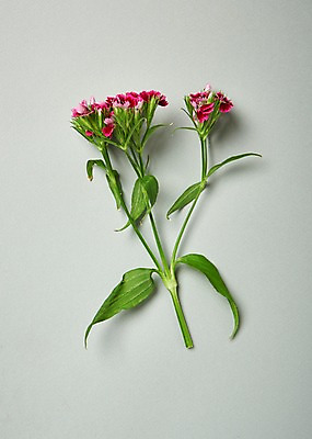 포토 JPG 스튜디오촬영 꽃 백그라운드 실내 사람없음 하이앵글 패랭이꽃 국내포토 식물 뷰포인트 내부 파일형식