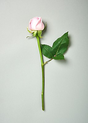 포토 JPG 스튜디오촬영 꽃 백그라운드 한송이 실내 사람없음 하이앵글 장미 국내포토 식물 1 뷰포인트 내부 송이 파일형식