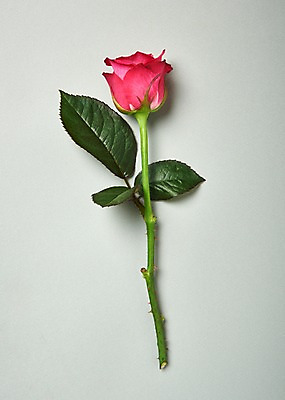 포토 JPG 스튜디오촬영 꽃 백그라운드 한송이 실내 사람없음 하이앵글 장미 국내포토 식물 1 뷰포인트 내부 송이 파일형식