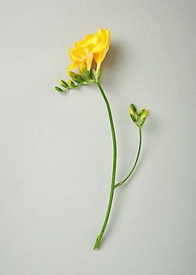 포토 JPG 스튜디오촬영 꽃 백그라운드 한송이 실내 사람없음 하이앵글 프리지어 국내포토 식물 1 뷰포인트 내부 송이 파일형식