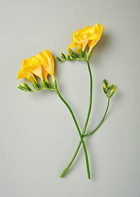 포토 JPG 스튜디오촬영 꽃 백그라운드 실내 사람없음 하이앵글 프리지어 국내포토 식물 뷰포인트 내부 파일형식