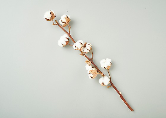 포토 JPG 스튜디오촬영 꽃 백그라운드 실내 사람없음 하이앵글 목화꽃 목화솜 국내포토 식물 뷰포인트 내부 솜 파일형식