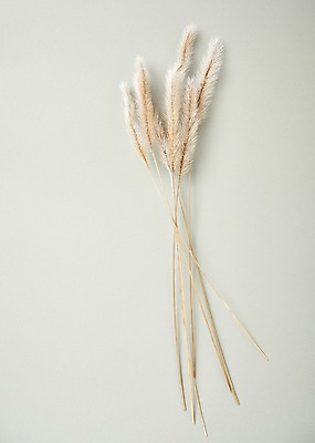 포토 JPG 스튜디오촬영 꽃 백그라운드 실내 사람없음 하이앵글 라그라스 국내포토 식물 뷰포인트 내부 파일형식