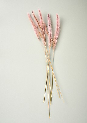 포토 JPG 스튜디오촬영 꽃 백그라운드 실내 사람없음 하이앵글 라그라스 국내포토 식물 뷰포인트 내부 파일형식