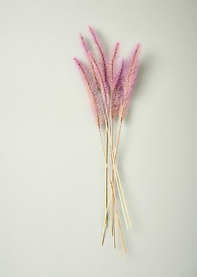 포토 JPG 스튜디오촬영 꽃 백그라운드 실내 사람없음 하이앵글 라그라스 국내포토 식물 뷰포인트 내부 파일형식