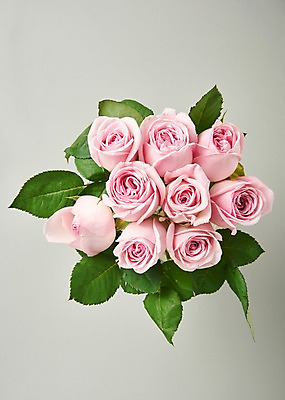 포토 JPG 스튜디오촬영 꽃 백그라운드 실내 사람없음 하이앵글 장미 국내포토 식물 뷰포인트 내부 파일형식