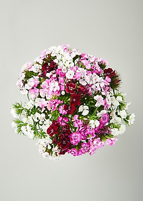 포토 JPG 스튜디오촬영 꽃 백그라운드 실내 사람없음 하이앵글 패랭이꽃 국내포토 식물 뷰포인트 내부 파일형식