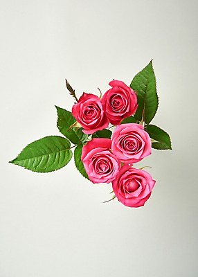 포토 JPG 스튜디오촬영 꽃 백그라운드 실내 사람없음 하이앵글 장미 국내포토 식물 뷰포인트 내부 파일형식