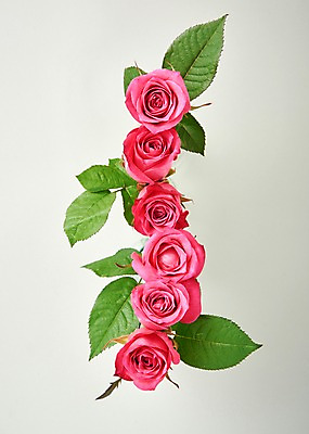 포토 JPG 스튜디오촬영 꽃 백그라운드 실내 사람없음 하이앵글 장미 국내포토 식물 뷰포인트 내부 파일형식