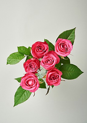 포토 JPG 스튜디오촬영 꽃 백그라운드 실내 사람없음 하이앵글 장미 국내포토 식물 뷰포인트 내부 파일형식