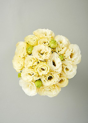 포토 JPG 스튜디오촬영 꽃 백그라운드 실내 사람없음 하이앵글 리시안셔스 국내포토 식물 뷰포인트 내부 파일형식