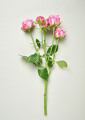 포토 JPG 스튜디오촬영 꽃 백그라운드 실내 사람없음 하이앵글 장미 국내포토 식물 뷰포인트 내부 파일형식