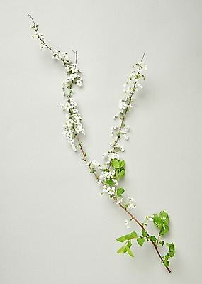 포토 JPG 스튜디오촬영 꽃 백그라운드 실내 사람없음 하이앵글 조팝나무 조팝나무꽃 국내포토 나무 식물 뷰포인트 내부 파일형식