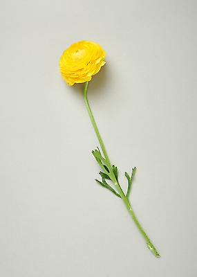 포토 JPG 스튜디오촬영 꽃 백그라운드 한송이 실내 사람없음 하이앵글 거베라 국내포토 식물 1 뷰포인트 내부 송이 파일형식