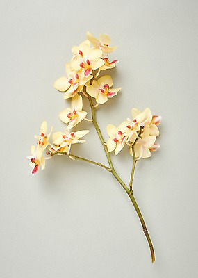 포토 JPG 스튜디오촬영 꽃 백그라운드 실내 사람없음 하이앵글 호접란 국내포토 식물 뷰포인트 내부 파일형식