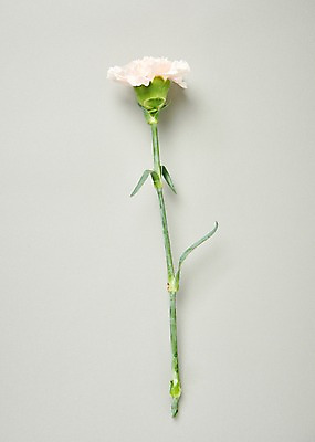 포토 JPG 스튜디오촬영 꽃 백그라운드 한송이 실내 사람없음 하이앵글 카네이션 국내포토 식물 1 뷰포인트 내부 송이 파일형식