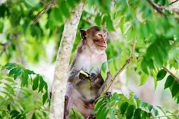 포토 JPG 주간 나무 동물 한마리 태국 자연 동물원 사람없음 야외 아웃포커스 원숭이 국내포토 자연요소 식물 1 아시아 포유류 촬영기법 생태계 파일형식