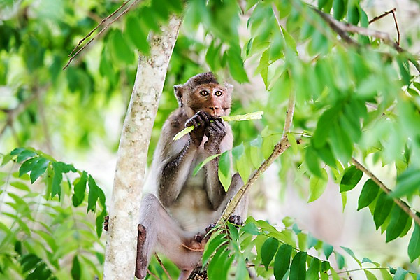 포토 JPG 주간 나무 동물 한마리 태국 자연 동물원 사람없음 야외 아웃포커스 원숭이 국내포토 자연요소 식물 1 아시아 포유류 촬영기법 생태계 파일형식