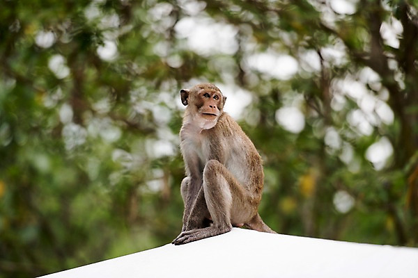 포토 JPG 주간 동물 한마리 태국 자연 동물원 사람없음 야외 아웃포커스 원숭이 국내포토 자연요소 1 아시아 포유류 촬영기법 생태계 파일형식