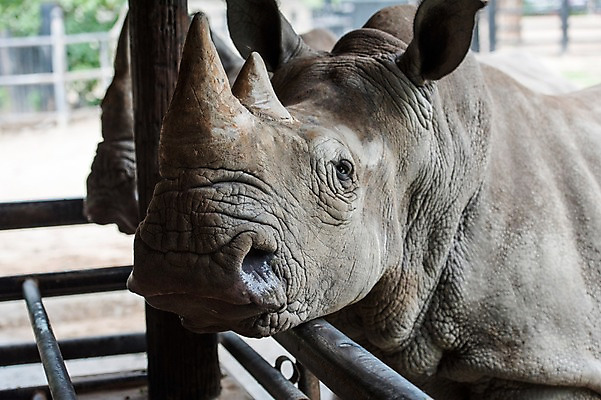 포토 JPG 주간 동물 두마리 태국 자연 동물원 사람없음 야외 아웃포커스 코뿔소 국내포토 자연요소 아시아 2 포유류 촬영기법 생태계 파일형식