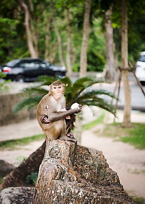 포토 JPG 주간 나무 동물 두마리 태국 자연 동물원 사람없음 야외 아웃포커스 원숭이 수유 아기원숭이 국내포토 자연요소 식물 아시아 새끼 2 포유류 촬영기법 생태계 파일형식