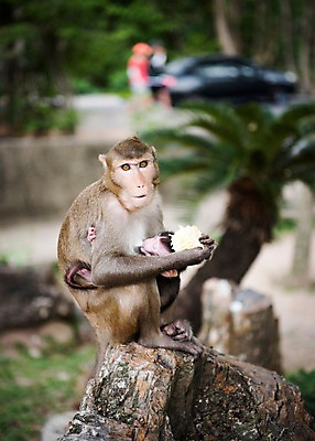 포토 JPG 주간 나무 동물 두마리 태국 자연 동물원 사람없음 야외 아웃포커스 원숭이 수유 아기원숭이 국내포토 자연요소 식물 아시아 새끼 2 포유류 촬영기법 생태계 파일형식