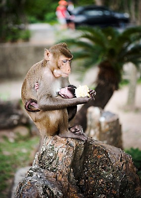 포토 JPG 주간 나무 동물 두마리 태국 자연 동물원 사람없음 야외 아웃포커스 원숭이 수유 아기원숭이 국내포토 자연요소 식물 아시아 새끼 2 포유류 촬영기법 생태계 파일형식
