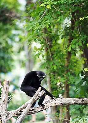 포토 JPG 주간 나무 동물 한마리 태국 자연 동물원 사람없음 야외 아웃포커스 원숭이 긴팔원숭이 국내포토 자연요소 식물 1 아시아 포유류 촬영기법 생태계 파일형식
