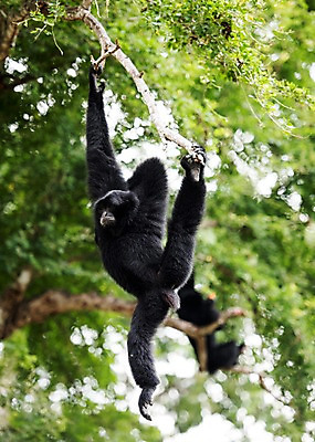 포토 JPG 주간 나무 동물 한마리 태국 자연 동물원 사람없음 야외 아웃포커스 원숭이 긴팔원숭이 국내포토 자연요소 식물 1 아시아 포유류 촬영기법 생태계 파일형식