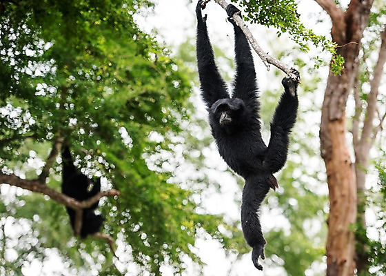 포토 JPG 주간 나무 동물 두마리 태국 자연 동물원 사람없음 야외 아웃포커스 원숭이 긴팔원숭이 국내포토 자연요소 식물 아시아 2 포유류 촬영기법 생태계 파일형식