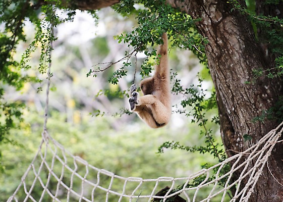 포토 JPG 주간 나무 동물 한마리 태국 자연 동물원 사람없음 야외 아웃포커스 원숭이 긴팔원숭이 국내포토 자연요소 식물 1 아시아 포유류 촬영기법 생태계 파일형식