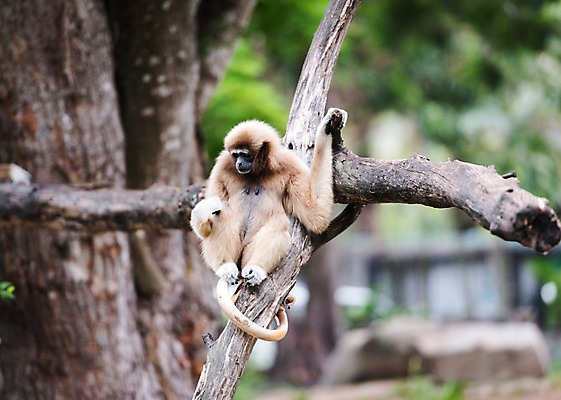 포토 JPG 주간 나무 동물 한마리 태국 자연 동물원 사람없음 야외 아웃포커스 원숭이 긴팔원숭이 국내포토 자연요소 식물 1 아시아 포유류 촬영기법 생태계 파일형식